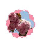 お花で遊ぼう（個別スタンプ：11）