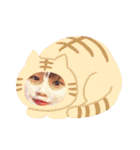 さき 猫（個別スタンプ：1）