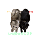 ヒロヒカスタンプ（個別スタンプ：1）