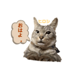 ヒロヒカスタンプ（個別スタンプ：4）