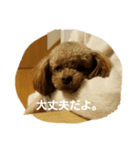 ころたん2スタンプ（個別スタンプ：4）