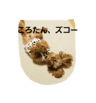 ころたん2スタンプ（個別スタンプ：6）