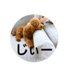 ころたん2スタンプ（個別スタンプ：8）