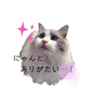 美猫のネイビス2（個別スタンプ：1）