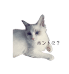 美猫のネイビス2（個別スタンプ：2）