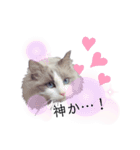 美猫のネイビス2（個別スタンプ：4）