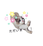 美猫のネイビス2（個別スタンプ：5）