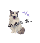 美猫のネイビス2（個別スタンプ：6）