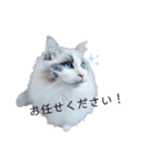 美猫のネイビス2（個別スタンプ：9）