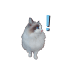 美猫のネイビス2（個別スタンプ：10）