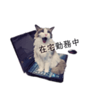 美猫のネイビス2（個別スタンプ：11）