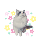 美猫のネイビス2（個別スタンプ：15）