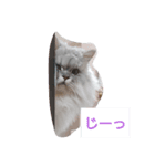 めるもこ（個別スタンプ：6）