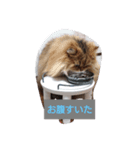 めるもこ（個別スタンプ：8）