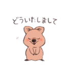 ワラビーくん（個別スタンプ：5）