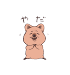 ワラビーくん（個別スタンプ：12）