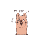 ワラビーくん（個別スタンプ：15）