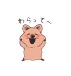 ワラビーくん（個別スタンプ：16）
