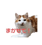 スコティッシュフォールドのミエルくん（個別スタンプ：8）