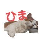 スコティッシュフォールドのミエルくん（個別スタンプ：16）