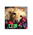 ミルクちゃんだよ！（個別スタンプ：3）