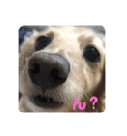 ミルクちゃんだよ！（個別スタンプ：4）