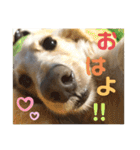 ミルクちゃんだよ！（個別スタンプ：10）