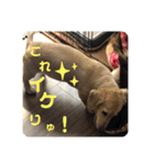ミルクちゃんだよ！（個別スタンプ：13）