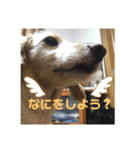 ミルクちゃんだよ！（個別スタンプ：14）