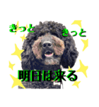 タルボンと頑張ろう（個別スタンプ：1）