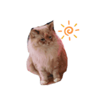 cat x cat = cat（個別スタンプ：1）