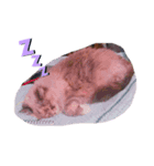 cat x cat = cat（個別スタンプ：2）
