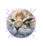 cat x cat = cat（個別スタンプ：3）