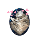 cat x cat = cat（個別スタンプ：4）