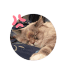 cat x cat = cat（個別スタンプ：5）