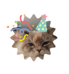cat x cat = cat（個別スタンプ：6）