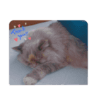 cat x cat = cat（個別スタンプ：7）
