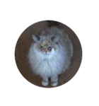 cat x cat = cat（個別スタンプ：8）