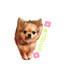 チワワのぽーちゃん日常会話（個別スタンプ：3）