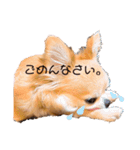 チワワのぽーちゃん日常会話（個別スタンプ：4）