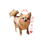 チワワのぽーちゃん日常会話（個別スタンプ：11）