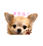 チワワのぽーちゃん日常会話（個別スタンプ：16）