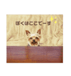 きいきいと時々ラッキー（個別スタンプ：26）