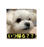 我が家のアイドル犬 ちょこスタンプ二弾（個別スタンプ：1）
