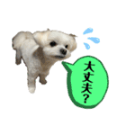 我が家のアイドル犬 ちょこスタンプ二弾（個別スタンプ：2）