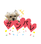 我が家のアイドル犬 ちょこスタンプ二弾（個別スタンプ：3）