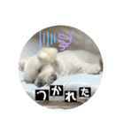 我が家のアイドル犬 ちょこスタンプ二弾（個別スタンプ：4）