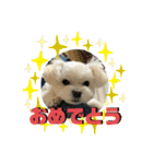 我が家のアイドル犬 ちょこスタンプ二弾（個別スタンプ：5）