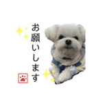 我が家のアイドル犬 ちょこスタンプ二弾（個別スタンプ：7）