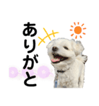 我が家のアイドル犬 ちょこスタンプ二弾（個別スタンプ：8）